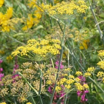 Premium Kräuter für Kräuterdampfofen * Fenchel grün süß BIO ganz 0,5 kg * natürliche Bio Kräuter