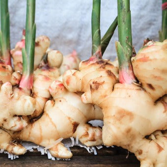 verKORKst Premium Kräuter für Kräuterdampfofen * Ingwer BIO gehäckselt 0,5 kg * natürliche Bio Kräuter