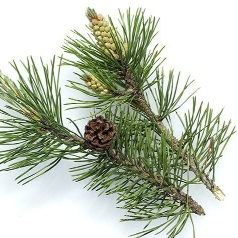 verKORKst Premium Kräuter für Kräuterdampfofen * Latschenkiefer Fichtennadel gehäckselt 0,5 kg * natürliche Bio Kräuter