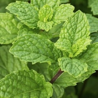 verKORKst Premium Kräuter für Kräuterdampfofen * Pfefferminzblätter BIO geschnitten 0,5 kg * natürliche Bio Kräuter