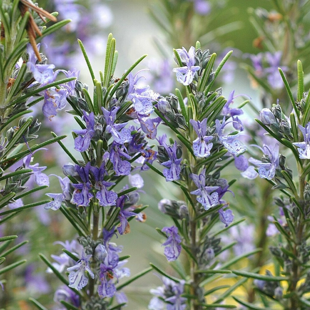 verKORKst Premium Kräuter für Kräuterdampfofen * Rosmarin BIO geschnitten 0,5 kg * natürliche Bio Kräuter