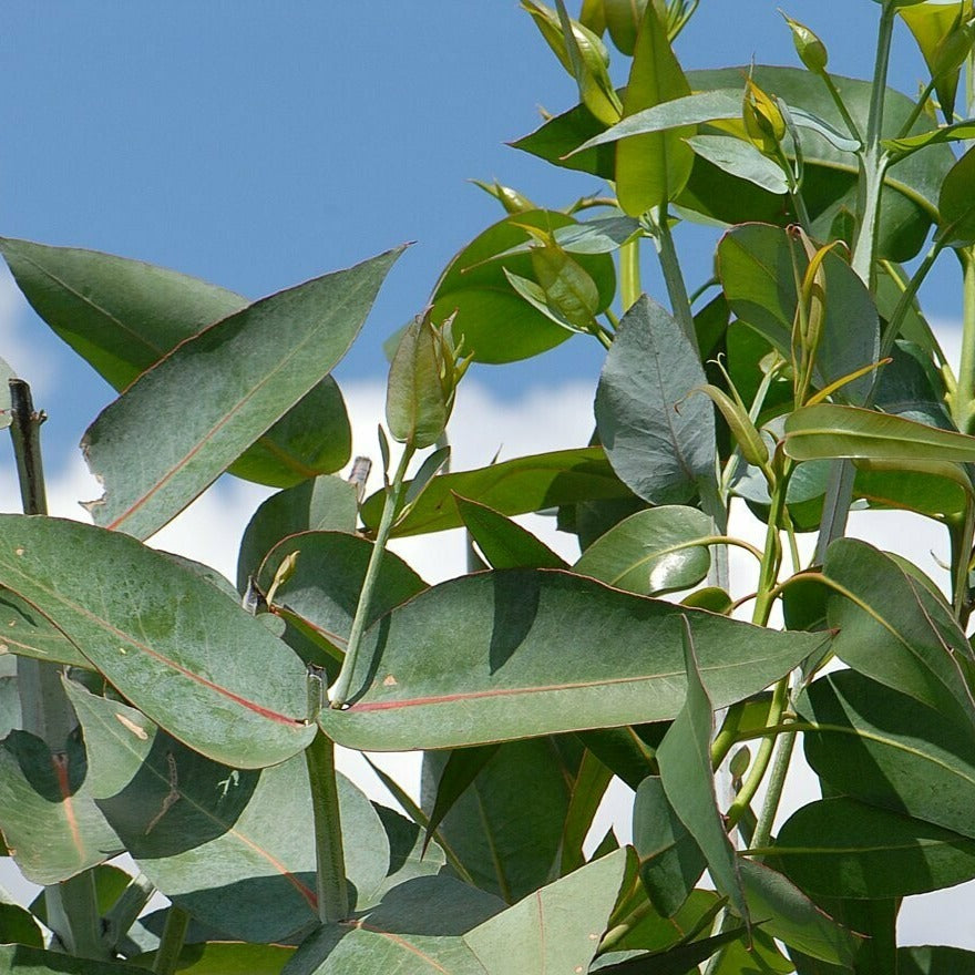 verKORKst Premium Herb Steamer FLAME * matte black * natural fragrance without electricity * aromatizes, humidifies and disinfects the air * made in Germany