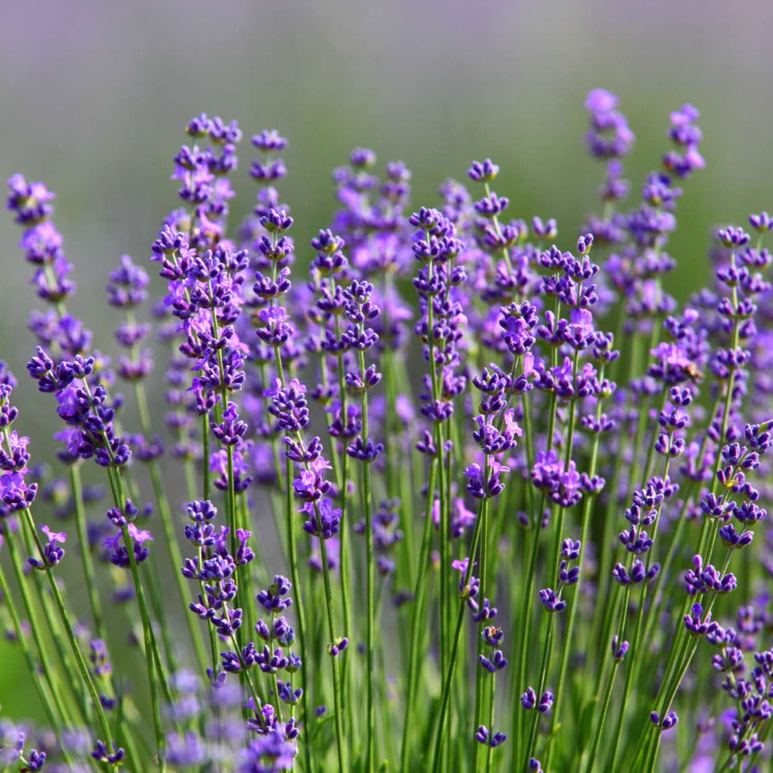 verKORKst Premium Kräuter für Kräuterdampfofen * Lavendelblüten Lavandin BIO ganz 0,5 kg * natürliche Bio Kräuter