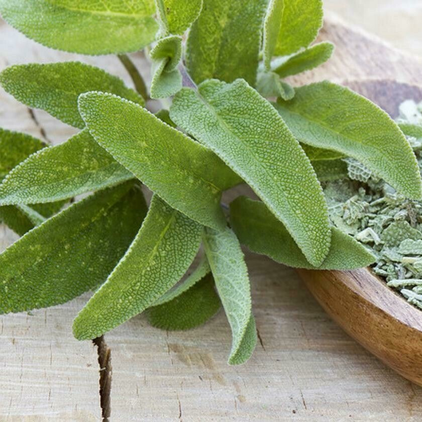 verKORKst Premium Kräuter für Kräuterdampfofen * Salbeiblätter offic. BIO geschnitten 0,5 kg * natürliche Bio Kräuter