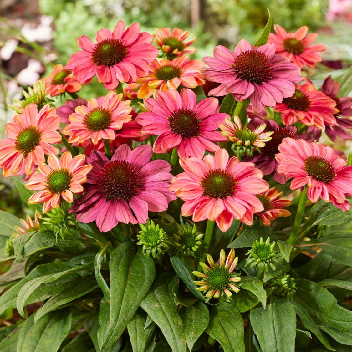 Premium Kräuterauflage nach Wahl für Kräuterdampfofen * verschiedene Kräuter * natürliche Bio Kräuter