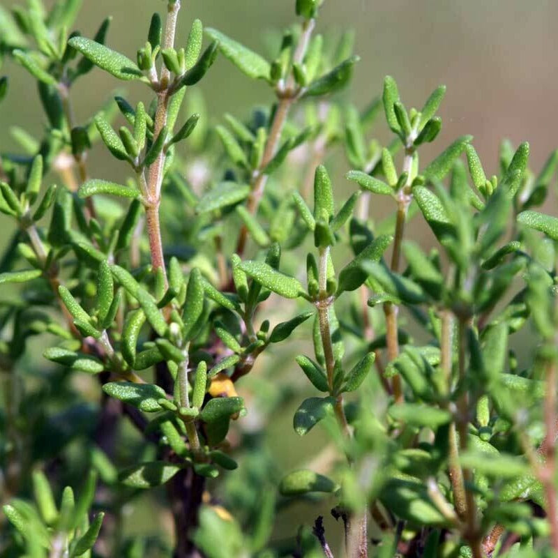 verKORKst Premium Kräuter für Kräuterdampfofen * Thymian gerebelt BIO 0,5 kg * natürliche Bio Kräuter