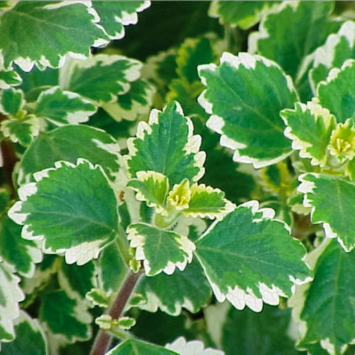 verKORKst Premium Kräuter für Kräuterdampfofen * Weihrauch indisch geschnitten 0,5 kg * natürliche Kräuter