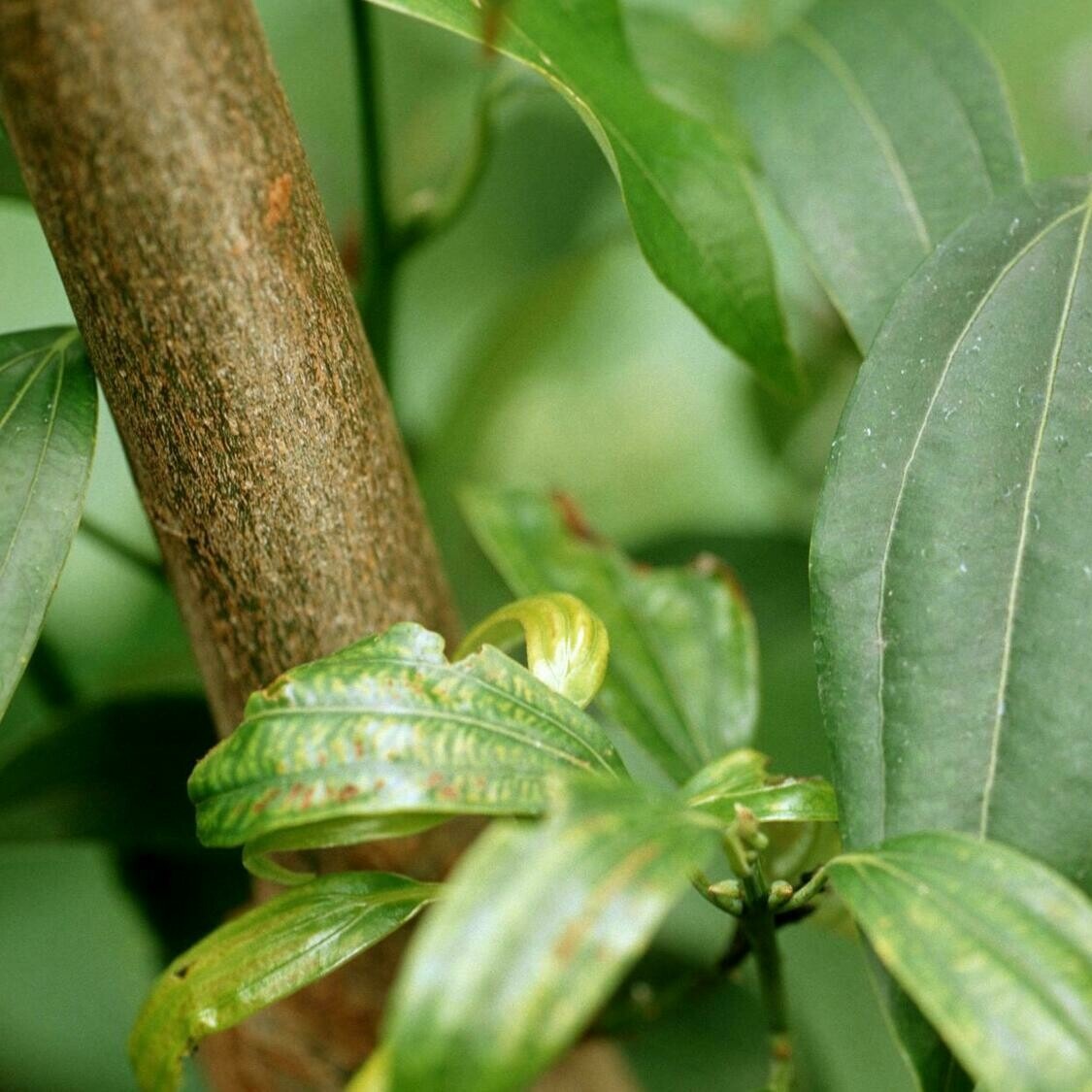 verKORKst Premium Kräuter für Kräuterdampfofen * Zimtrinde ceylon BIO geschnitten 0,5 kg * natürliche Bio Kräuter