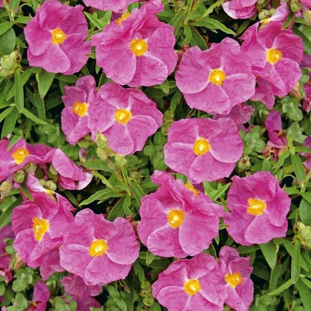 verKORKst Premium Kräuter für Kräuterdampfofen * Zistrose BIO 0,5 kg * natürliche Bio Kräuter