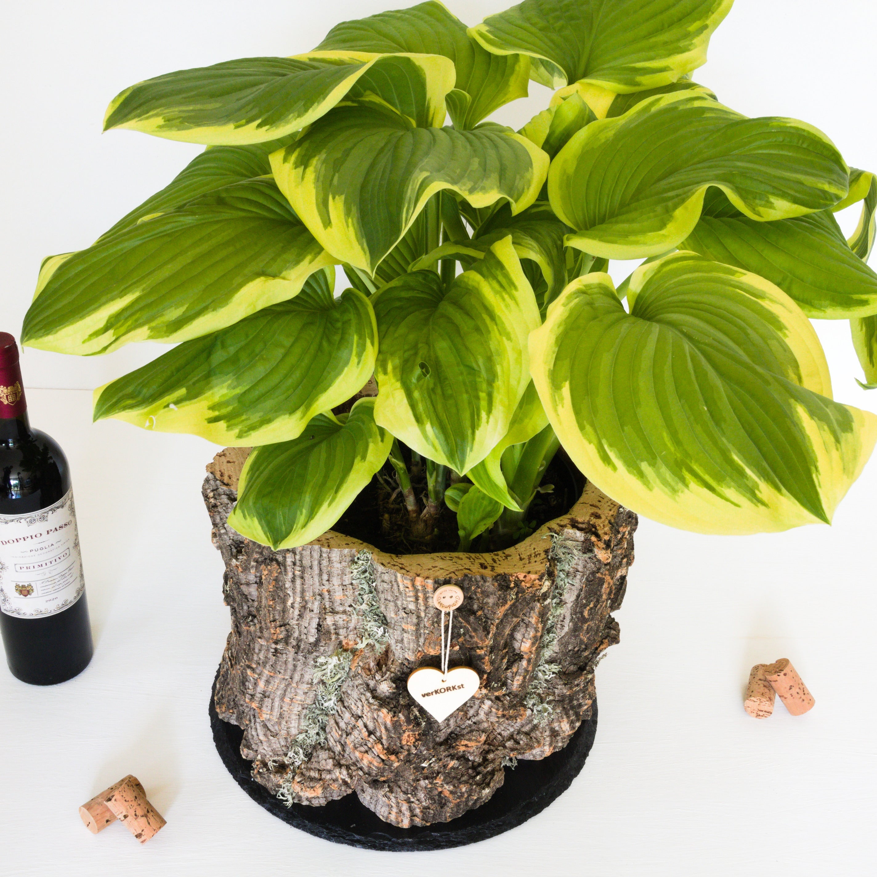 XL VERKORKst premium plant pot made of cork bark * rustic herb pot * vintage flower pot for kitchen, living room, garden and balcony